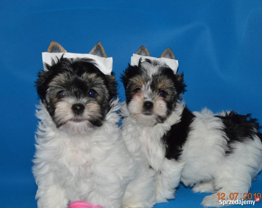 Biewer Yorkshire Terrier sliczne maluszki Gdańsk