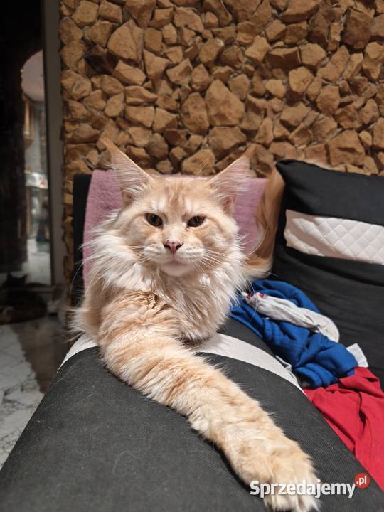 Kotka rasy Maine coon z rodowodem zaplecze Prawęcin