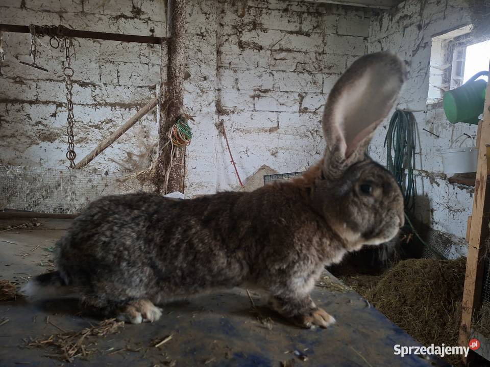 Samiec Belgijski BOS Przysucha sprzedam