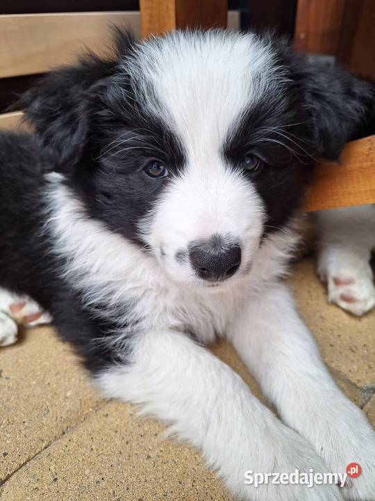Sprzedam pieski Border Collie FCI podkarpackie