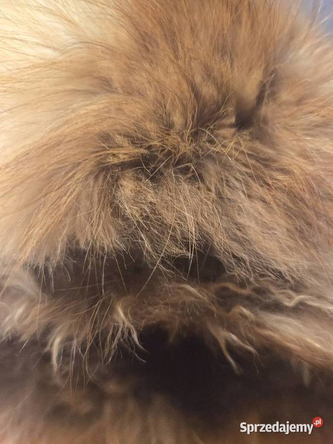 Czapka uszatka Poznań