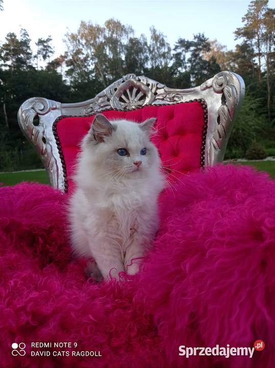Ragdoll Kocurek Blue Bicolor FIFE FPL Ragdoll Wschowa