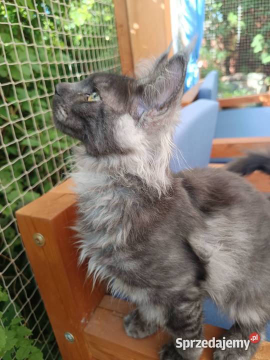 Phantome Noir wyjątkowy kocurek Maine Coon black Czempiń