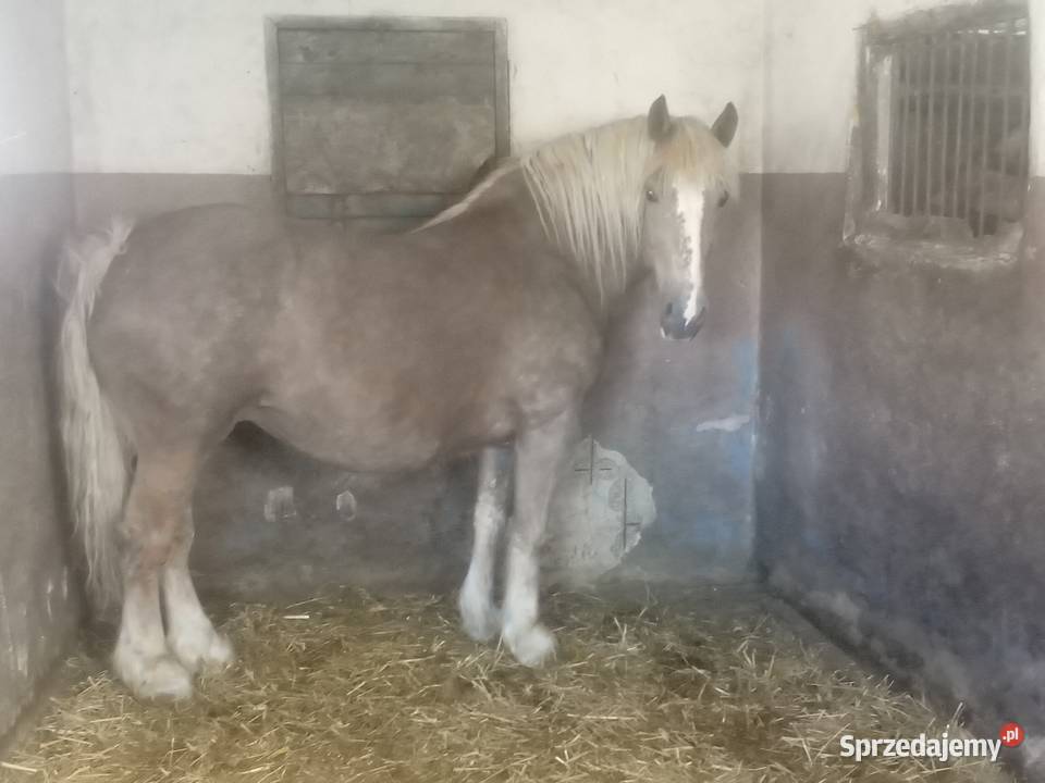 Klacz zimnokrwista wysokoźrebna świętokrzyskie Piórków