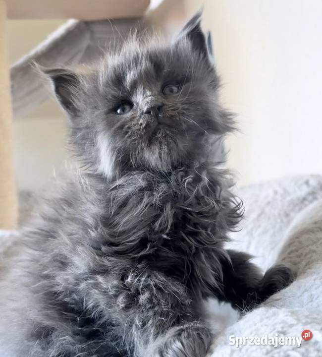 Maine Coon niebieski kocurek Wińsko sprzedam