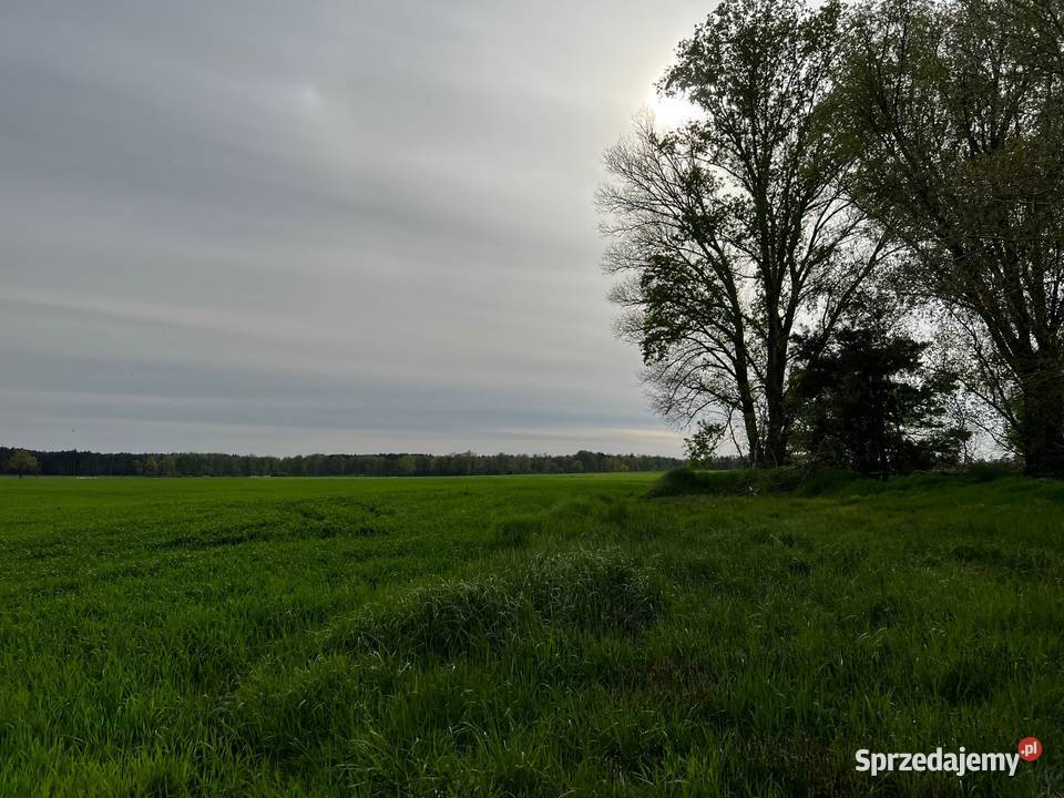 Działka drodze asfaltowej Kolsko