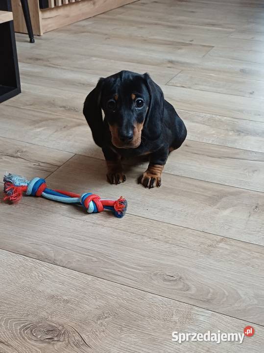 Jamnik miniaturowy Starogard Gdański