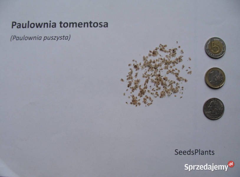 PAULOWNIA PUSZYSTA Paulownia tomentosa NASIONA