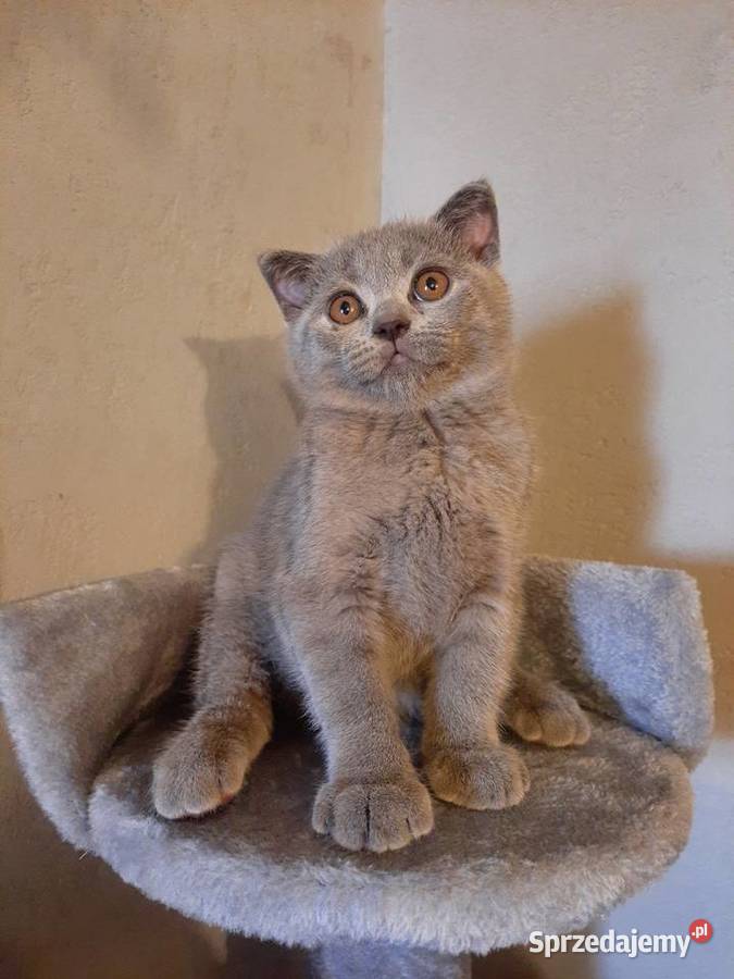 Kot brytyjski kot szkocki fold Płock sprzedam