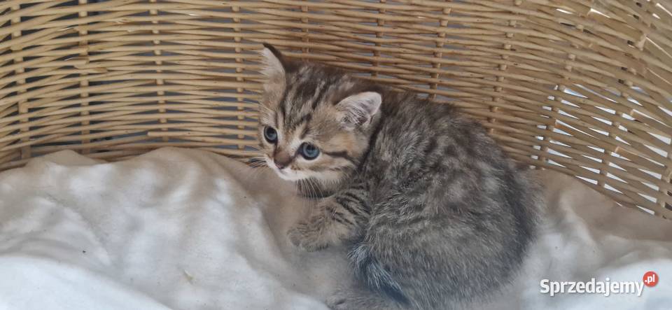 Kocurek Brytyjski złocisty pręgowany Katowice