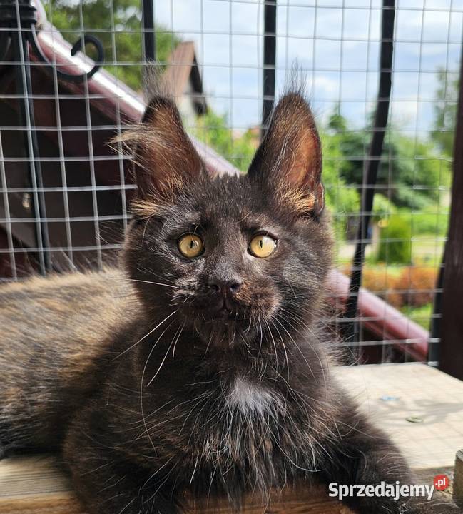 Towarzyski Maine Coon FPL pomorskie Gdańsk