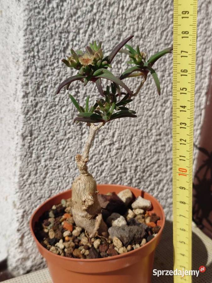 Kaudeks Delosperma bosseranum 10 lat sukulent Warszawa