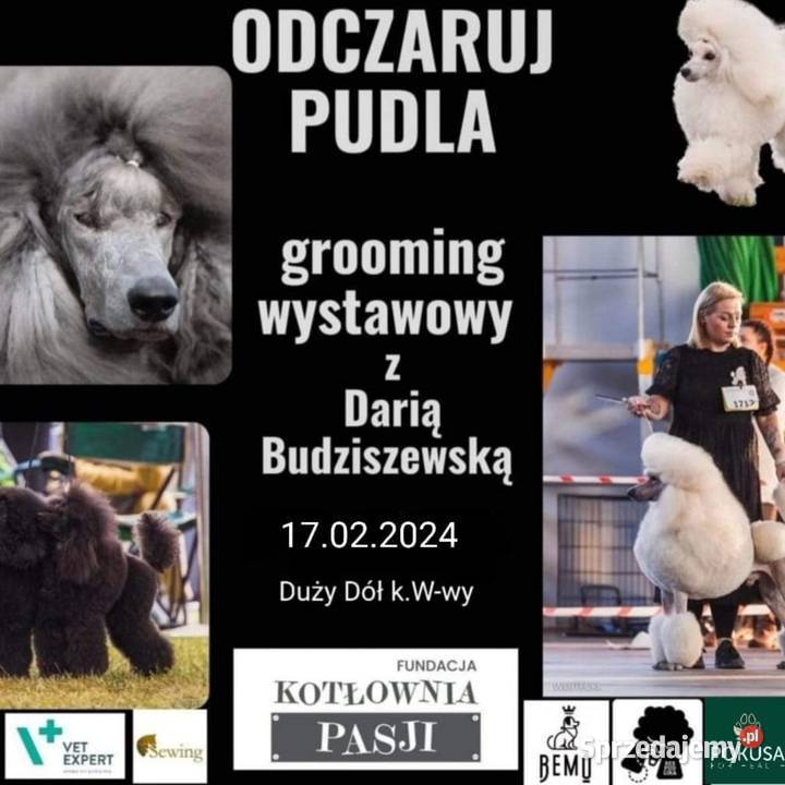 Szkolenia groomerów Duży Dół