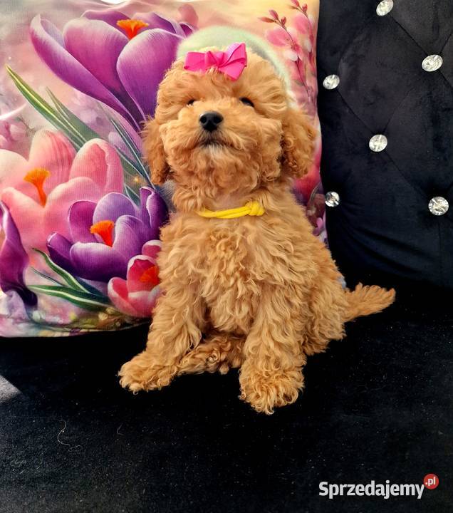 Dziewczynka I chlopiec mini pudelki toy Psy