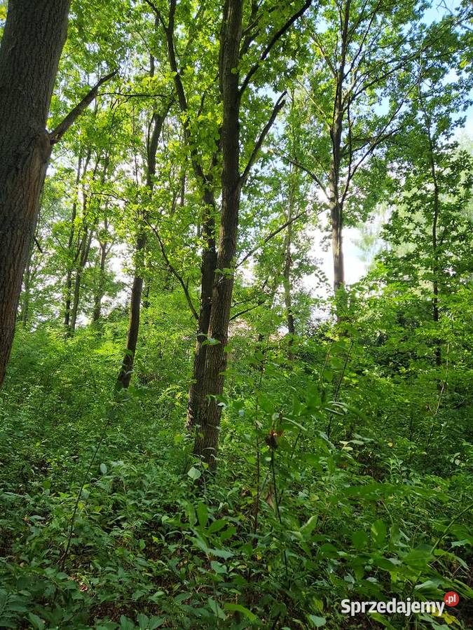 Do wycinki brzozy dęby ok 60 Radom mazowieckie