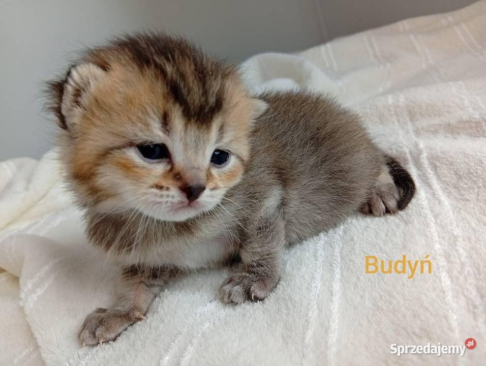 Cudowne Kocie Maleństwa Szkockie Szynszyle Brytyjski Katowice