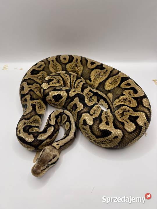 Węże różne odmiany świętokrzyskie Suchedniów