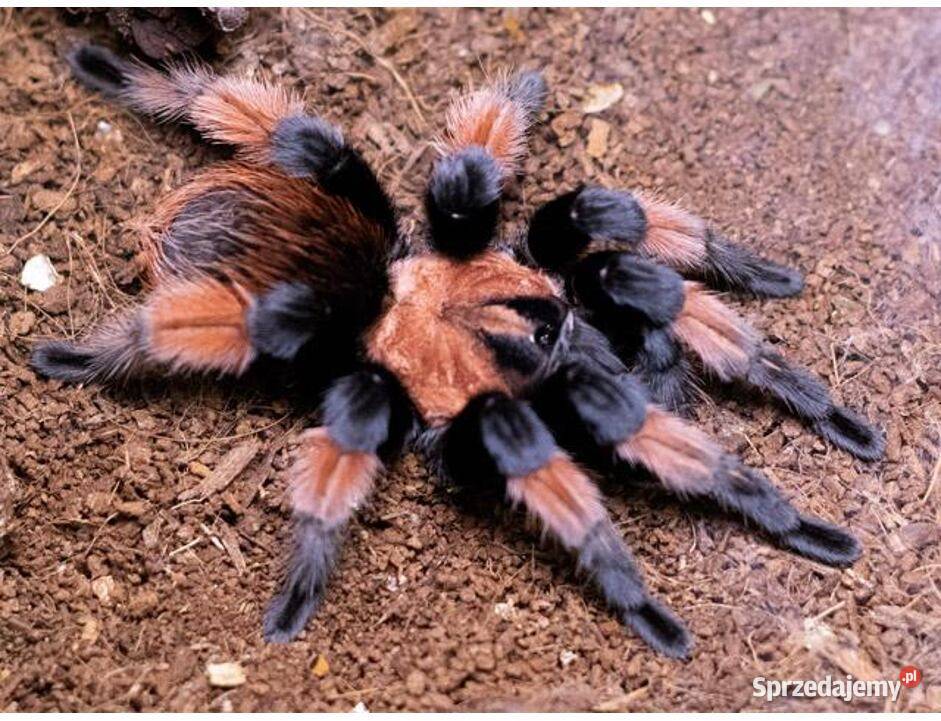 Brachypelma Emilia 4DC samica ptasznik pająk Pozostałe Wysokie Mazowieckie