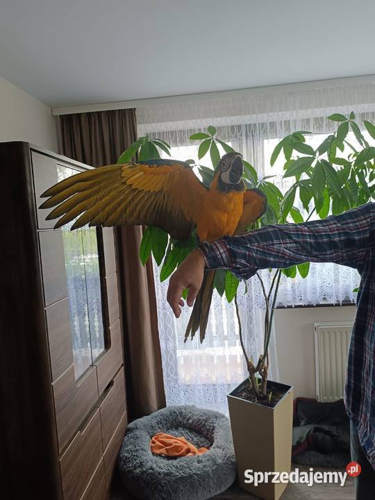 Ary ręcznie karmione Dębowiec