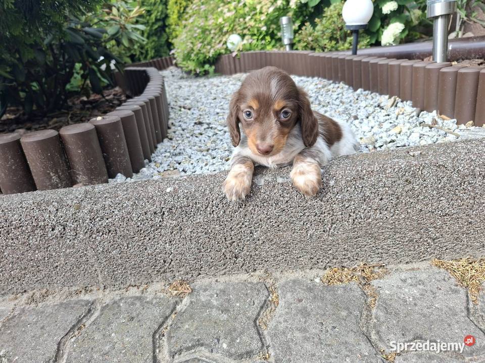 Jamnik długowłosy Piebald Brindle Choco Żychlin