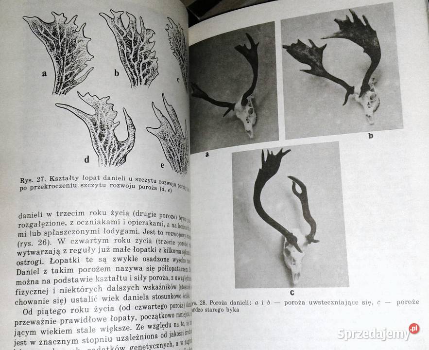 Określenie wieku zwierzyny Josef Lochman