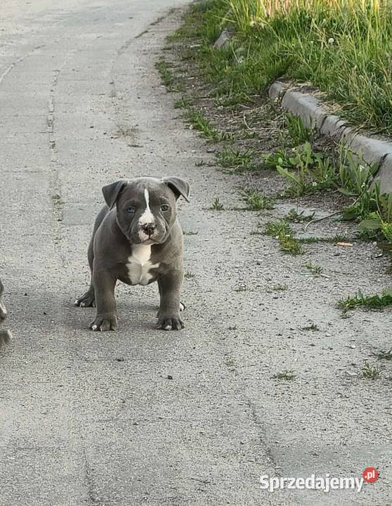 American Bully Piesek