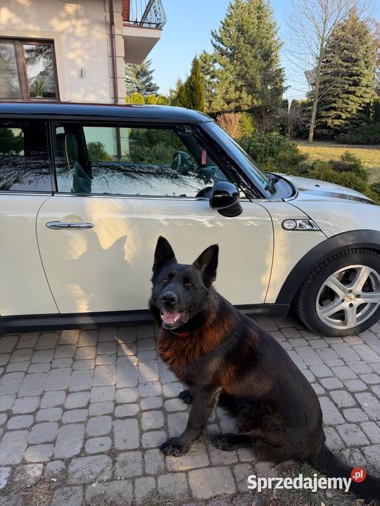 Sprzedam Mini Cooper S Cooper S Zubowice