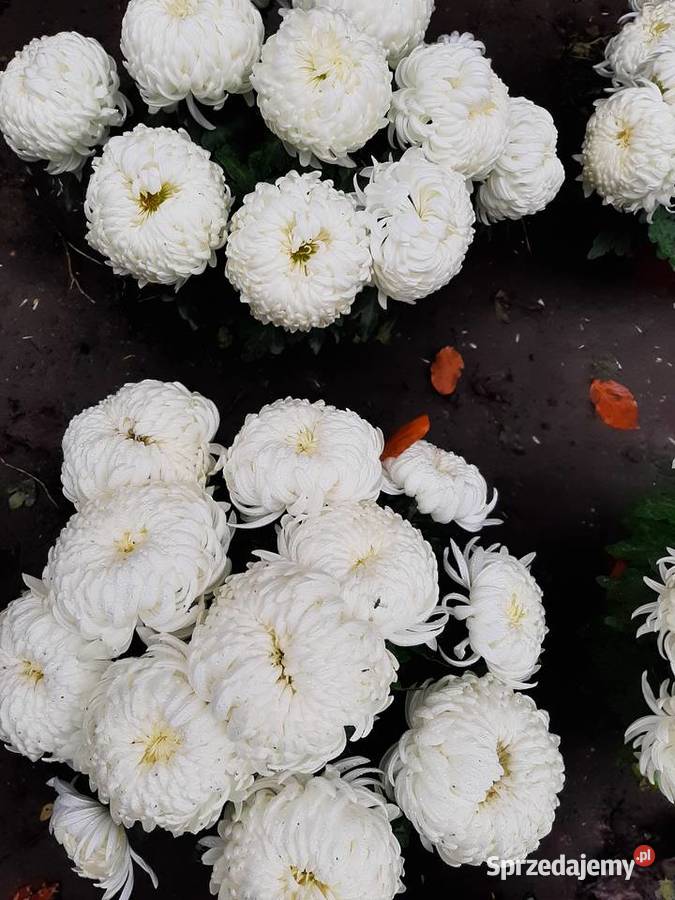 Chryzantemy cięte i doniczkowe Błonie