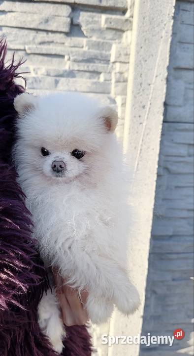 Szpic Miniaturowy Pomeranian Warszawa