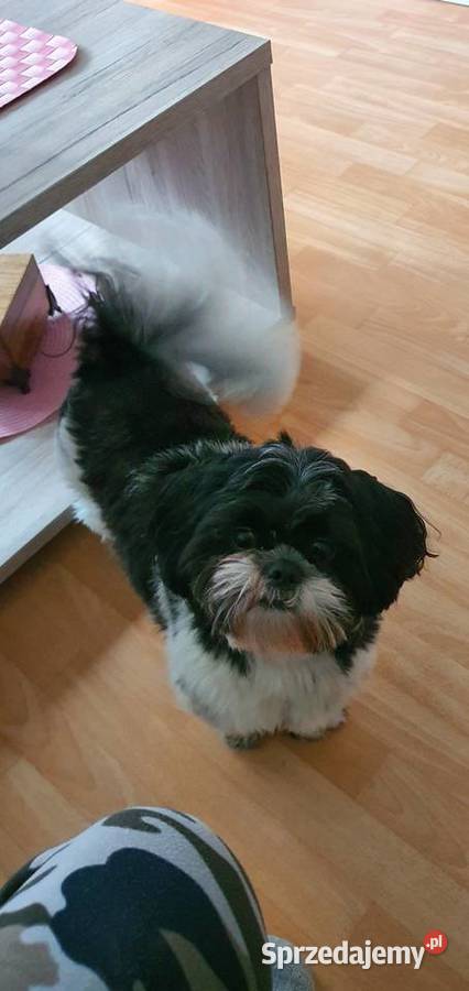 Reproduktor Shih Tzu Zgorzelec