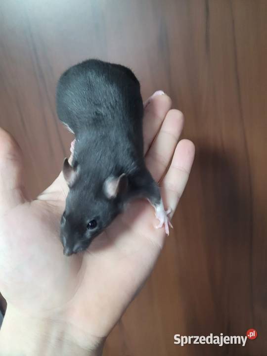 Szczur szczury szczurki samce samice Zawiercie sprzedam