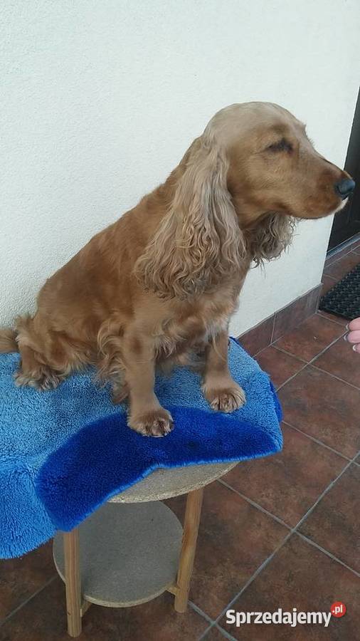 Cocer Spaniel biszkoptowe szczenięta z metryką Mielec