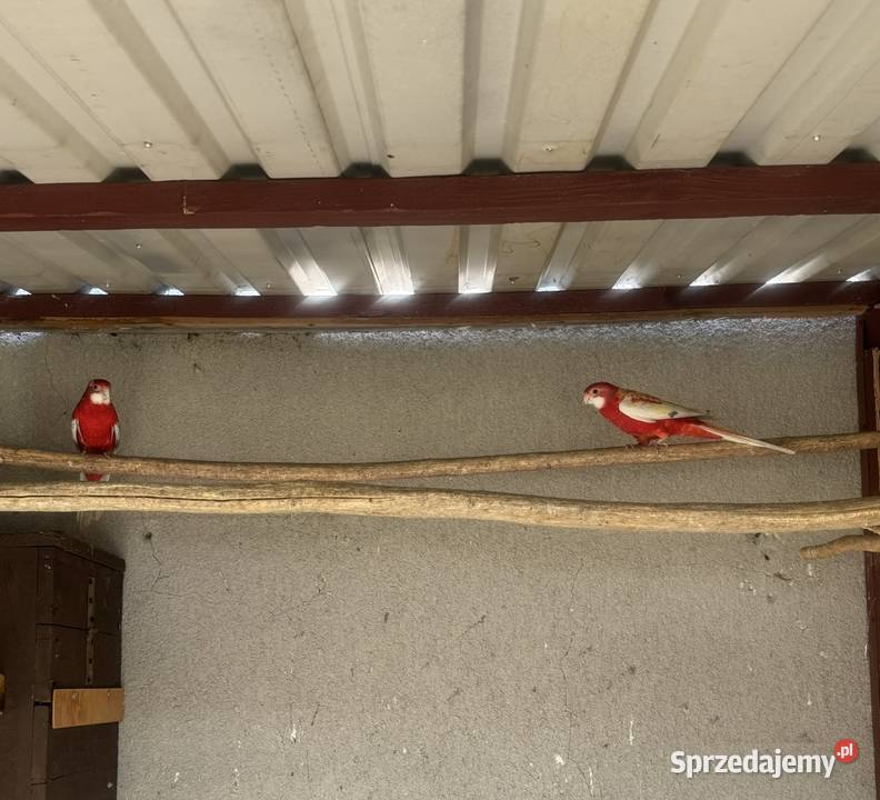 Rozella rozelle rozela rozele świętokrzyskie Solec-Zdrój