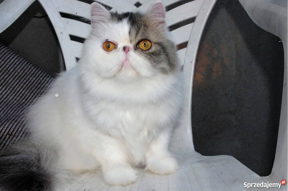 Pers Śliczny Kocurek Kastrat Dawidy Bankowe