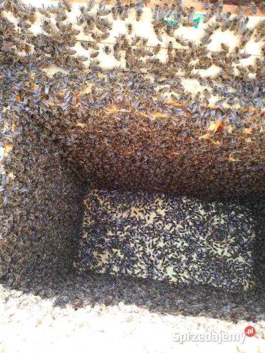 Pszczoły ule odkłady pszczele 2024 Bursztynowa Mniszków