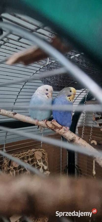 Papużki faliste Łęczna