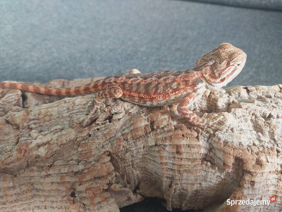 Agama brodata sprzedam