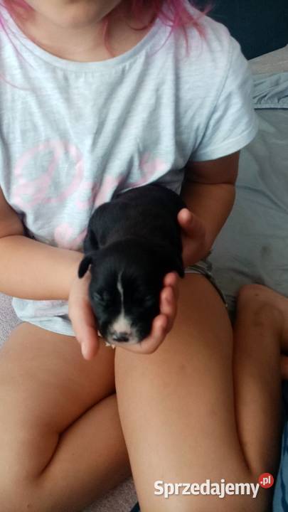 SUCZKA MARENGO Dąbrowa Górnicza