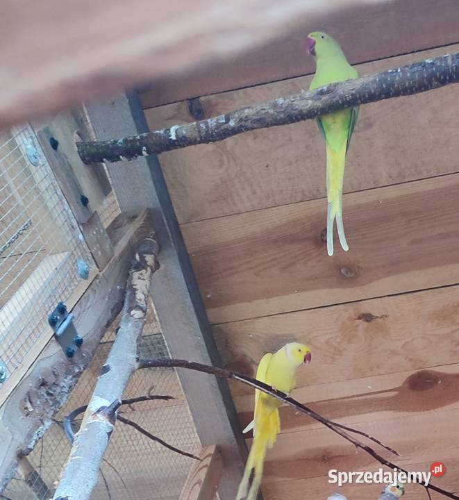 Likwidacja amatorska hodowlę papug 10 par pomorskie Darzlubie