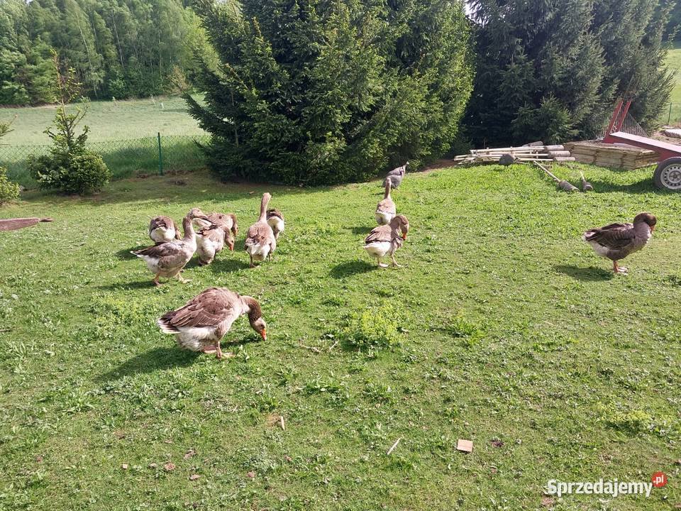 Sprzedam tuszki gęsi z własnego chowu Pławna Dolna