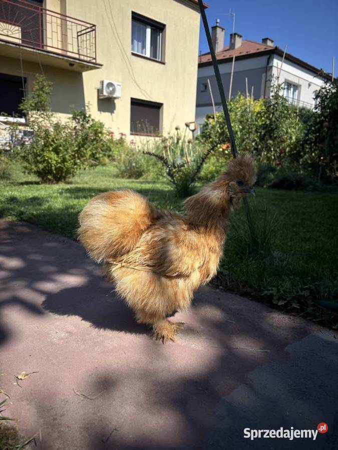 Ruda kurka silka Czermin