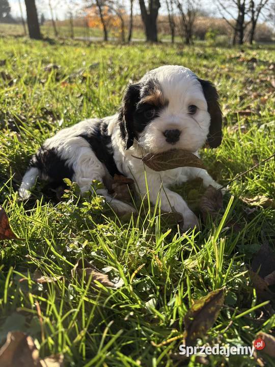 Cavalier King Charles Spaniel Blenheim Tricolor Tarnów