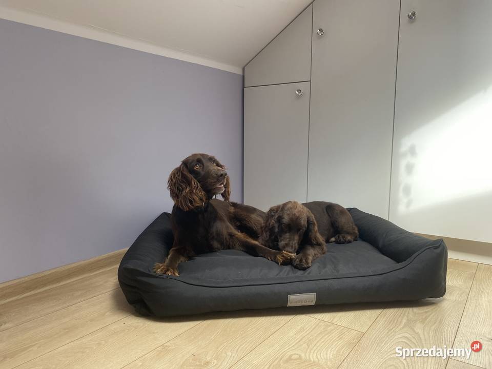 Asortyment do sklepu zoologicznego Dla psów