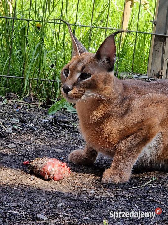 Karakale stepowe Caracal caracal młode piękne i Katowice sprzedam