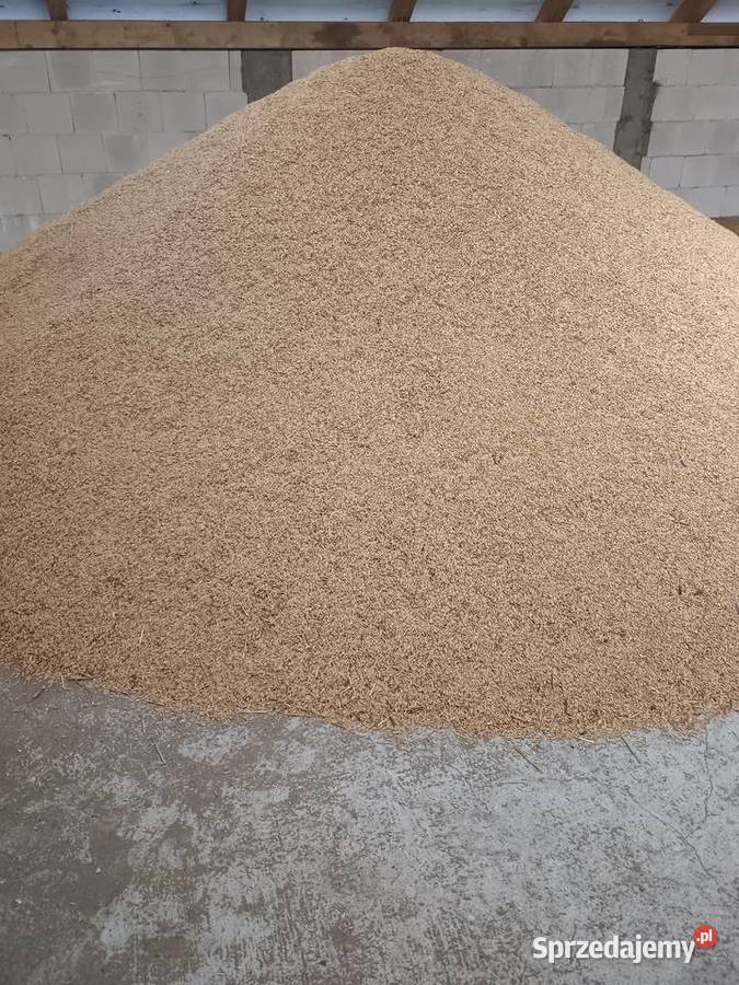 Owies poker centrali podlaskie Suwałki