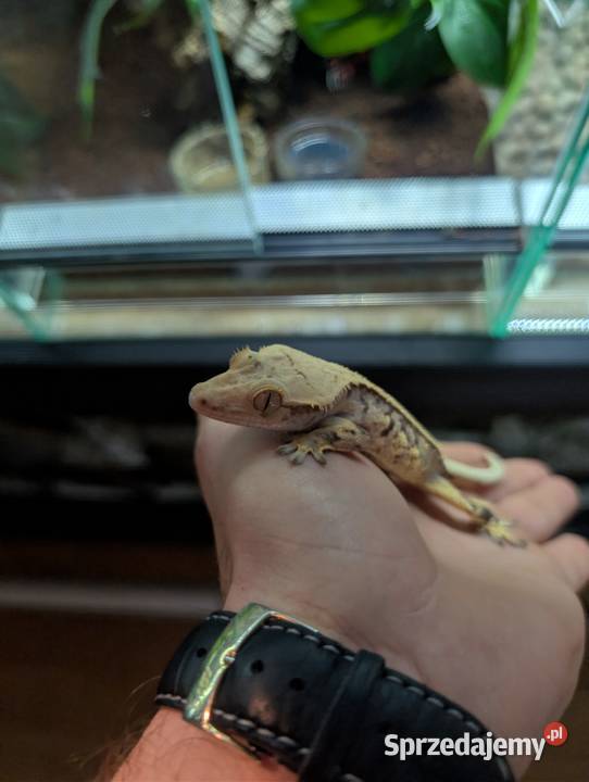 Gekon orzęsiony piękny samiec