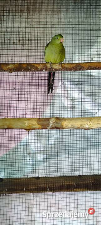 Sprzedam dwie samice górskie z 24r sprzedam