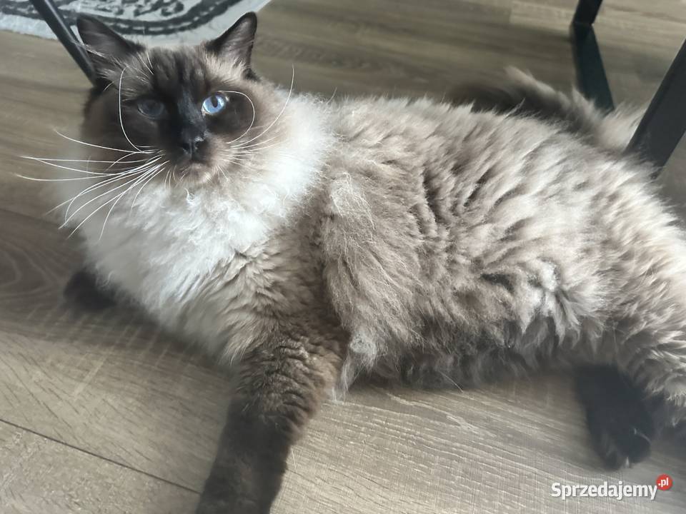 Roczny ragdoll z rodowodem szuka kochajacego Warszawa