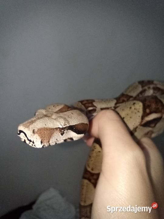 Boa imperator samiecpodrostek Białystok