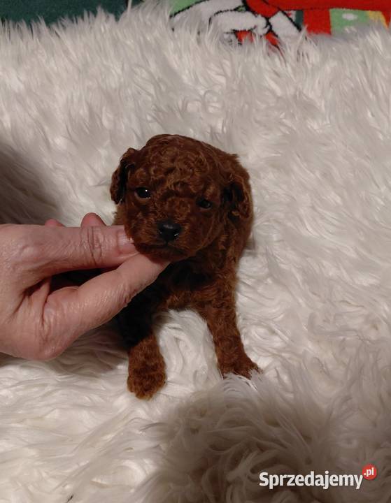 Pudel toy piesek red brown Wyszków